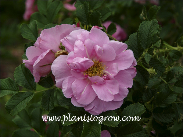 A vigorous medium growing shrub rose with pink flowers. hardy in many areas of Canada, where it originated.